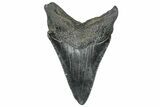 Juvenile Megalodon Tooth - South Carolina #302068-1